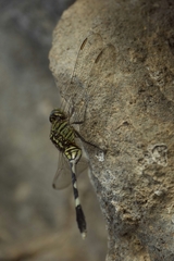 Orthetrum sabina