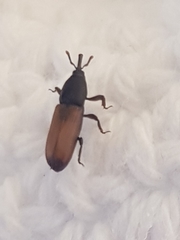 Mesites pallidipennis