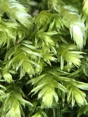 Plagiothecium nemorale