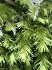 Plagiothecium nemorale