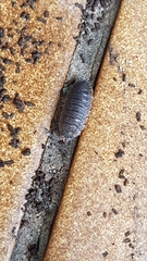 Porcellio scaber