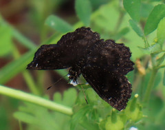 Staphylus hayhurstii