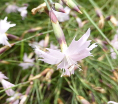 Dianthus mooiensis