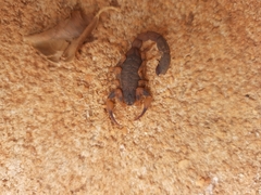 Tityus bahiensis