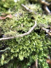 Plagiothecium nemorale