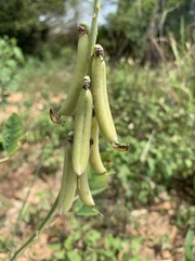 Crotalaria