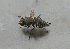 Diptera