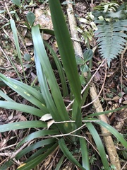 Trimezia gracilis