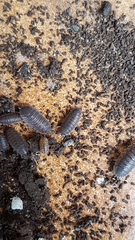 Porcellio scaber