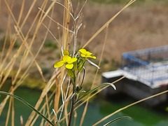 Erysimum meyerianum