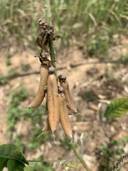 Crotalaria
