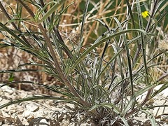 Erysimum meyerianum