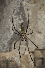 Nephila pilipes