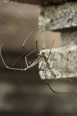 Nephila pilipes