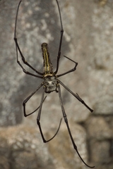 Nephila pilipes