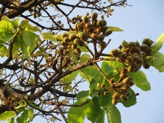 Madhuca longifolia