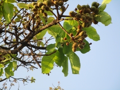 Madhuca longifolia
