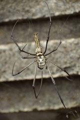Nephila pilipes