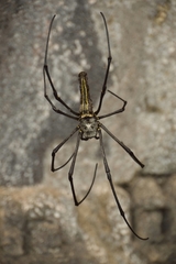 Nephila pilipes