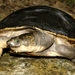 Western New Guinea Snapping Turtle - Photo (c) Scott Thomson, some rights reserved (CC BY-NC), uploaded by Scott Thomson