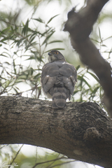 Accipiter virgatus fuscipectus