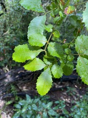 Alectryon subdentatus