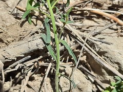 Euphorbia daghestanica