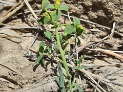 Euphorbia daghestanica