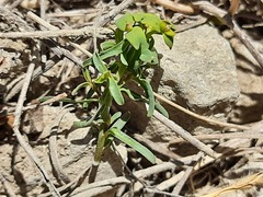 Euphorbia daghestanica