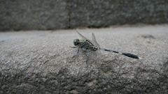 Orthetrum sabina