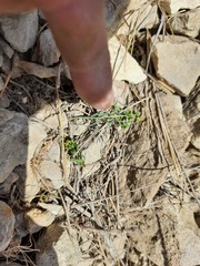 Euphorbia daghestanica