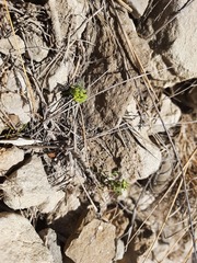 Euphorbia daghestanica