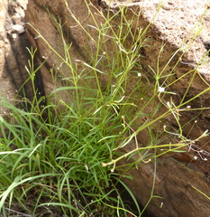 Oldenlandia herbacea