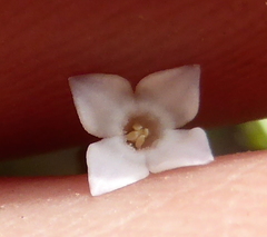 Oldenlandia herbacea