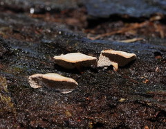 Panellus luxfilamentus
