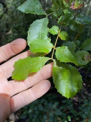 Alectryon subdentatus