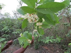 Holarrhena pubescens