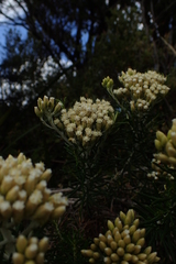 Ozothamnus reticulatus