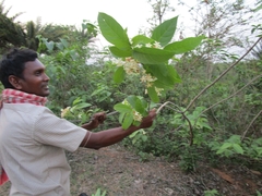 Holarrhena pubescens