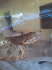 Bothrops moojeni