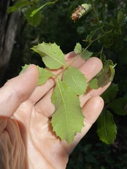 Alectryon subdentatus