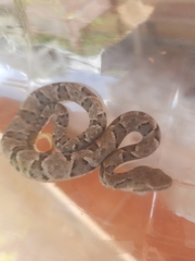 Bothrops moojeni