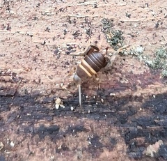 Myrmecophilus acervorum