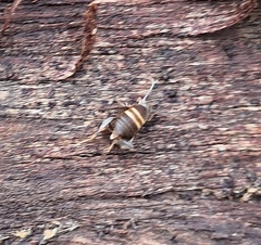 Myrmecophilus acervorum