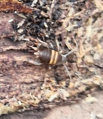 Myrmecophilus acervorum