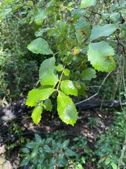 Alectryon subdentatus