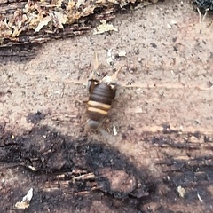 Myrmecophilus acervorum