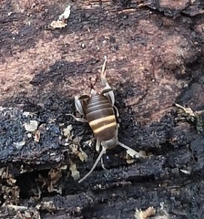 Myrmecophilus acervorum