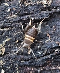 Myrmecophilus acervorum