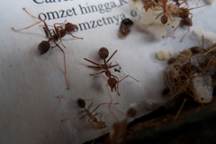 Oecophylla smaragdina